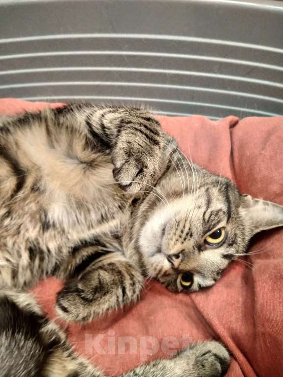 Кошки в Санкт-Петербурге: Котик Веня в добрые руки Девочка, Бесплатно - фото 5