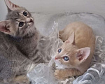 Кошки в Санкт-Петербурге: Котенок рыжий бежевый львенок 2 месяца Мальчик, Бесплатно - фото 5
