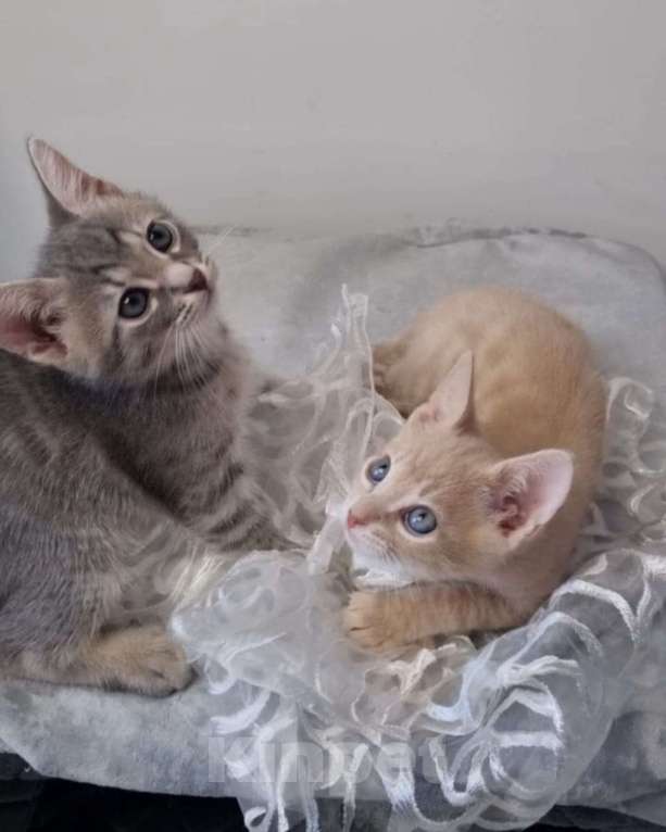 Кошки в Санкт-Петербурге: Котенок рыжий бежевый львенок 2 месяца Мальчик, Бесплатно - фото 5