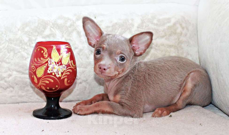 Собаки в Волгограде: Мальчик лиловый Мальчик, 18 000 руб. - фото 1