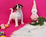 Собаки в Иркутске: Девочки и мальчики Джек Рассел терьер  Девочка, 35 000 руб. - фото 3