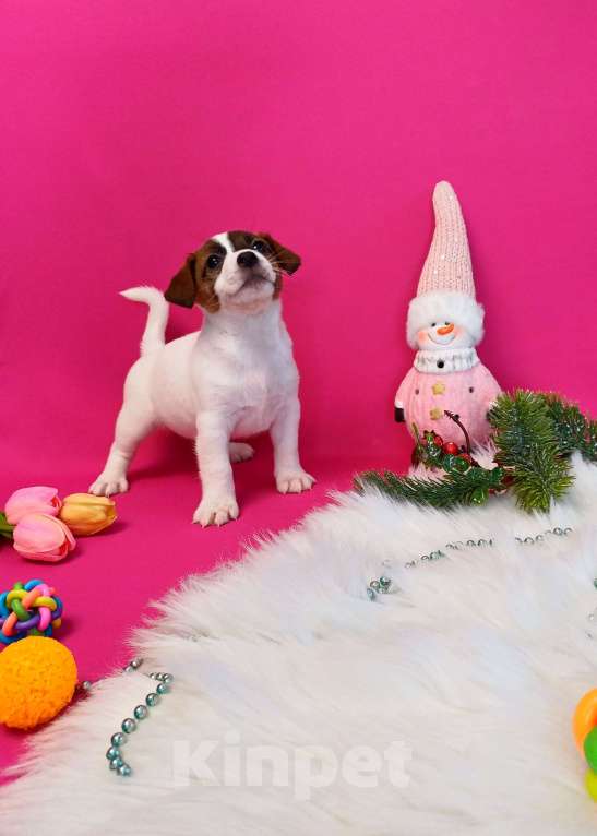 Собаки в Иркутске: Девочки и мальчики Джек Рассел терьер  Девочка, 35 000 руб. - фото 3