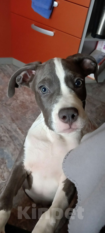 Собаки в Челябинске: Американский стаффордширский терьер Мальчик, 40 000 руб. - фото 4