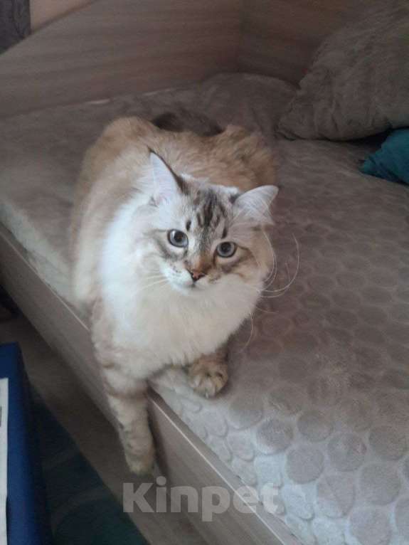 Кошки в Тюмени: Отдам кота в добрые руки Мальчик, Бесплатно - фото 3