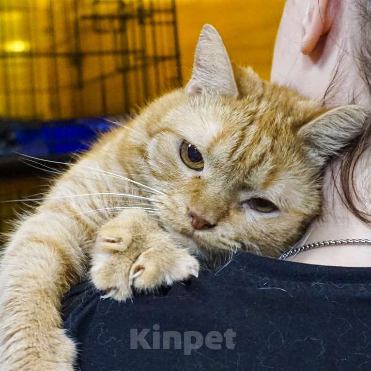 Кошки в Москве: Красавчик Мальчик, Бесплатно - фото 4