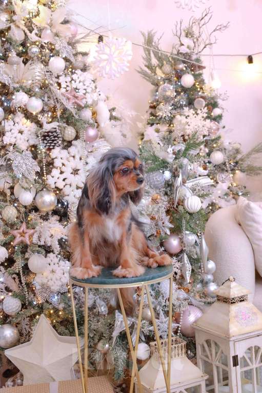 Собаки в Москве: Продается уникальная девочка породы Кавалер Кинг Чарльз Спаниель!  Девочка, 450 000 руб. - фото 2