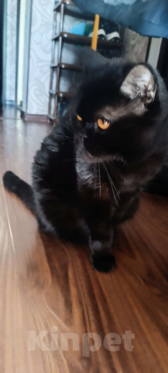 Кошки в Владивостоке: Принц Пупырка в добрые руки)  Мальчик, Бесплатно - фото 3