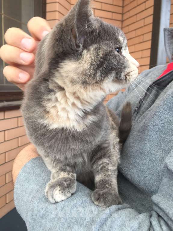 Кошки в Краснодаре: Кошечка в добрые руки Девочка, Бесплатно - фото 5