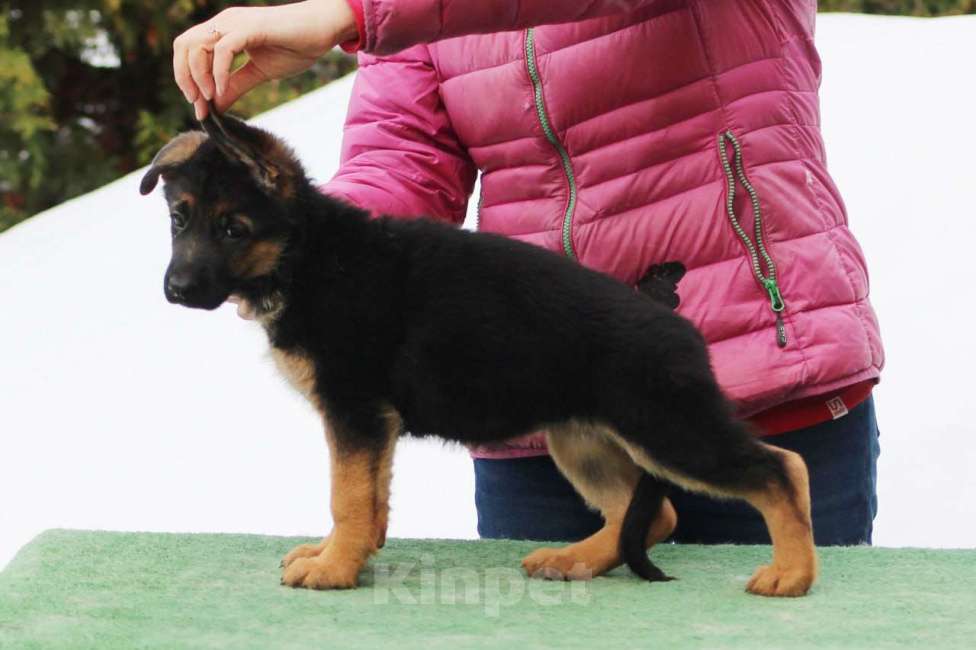 Собаки в Калуге: Немецкие овчарки из питомника Фон Хаус Энжел Девочка, 50 000 руб. - фото 1