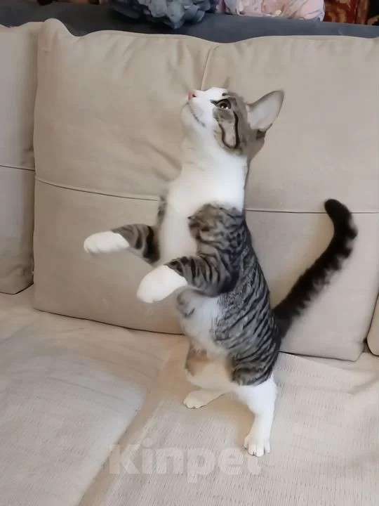 Кошки в Санкт-Петербурге: Прелестная малышка Наточка Девочка, Бесплатно - фото 3