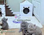 Кошки в Москве: Британский котенок Девочка, 40 000 руб. - фото 7