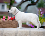 Собаки в Санкт-Петербурге: Высокопородный щенок белой швейцарской овчарки,Девочка 2 Девочка, 70 000 руб. - фото 4