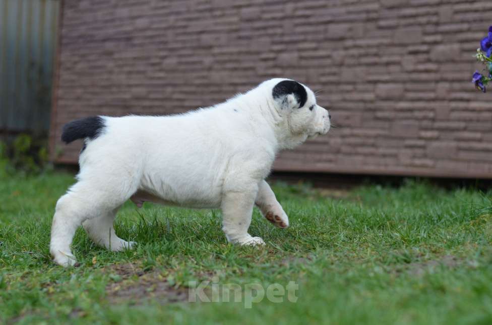 Собаки в других городах Московской области: Муромец Мальчик, 80 000 руб. - фото 3