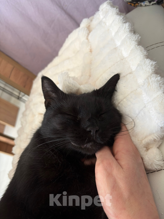 Кошки в Санкт-Петербурге: Черная кошка в добрые руки Девочка, Бесплатно - фото 8