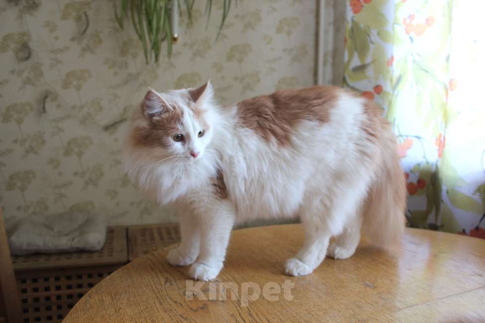 Кошки в Москве: Трогательный Янтарь в добрые руки Мальчик, Бесплатно - фото 1