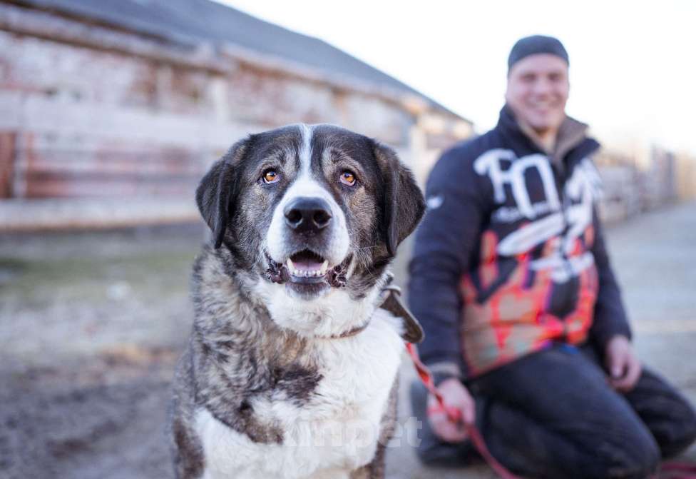 Собаки в Москве: Собака прошедшая СВО и избежавшая усыпления в поисках самого лучшего дома! Девочка, Бесплатно - фото 6