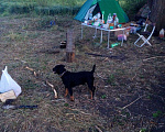 Собаки в Курске: Вязка, 1 руб. - фото 3