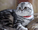 Кошки в Уфе: Клубный кот на вязку, 5 руб. - фото 1