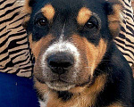 Собаки в Бийске: Кобель САО, чёрно-подпалого окраса, 3 мес. Мальчик, 10 000 руб. - фото 8