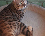 Кошки в Дмитровске: Бенгальский кот вязка., 5 000 руб. - фото 1