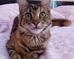 Кошки в Арзамасе: Мейн-кун, 12 000 руб. - фото 9