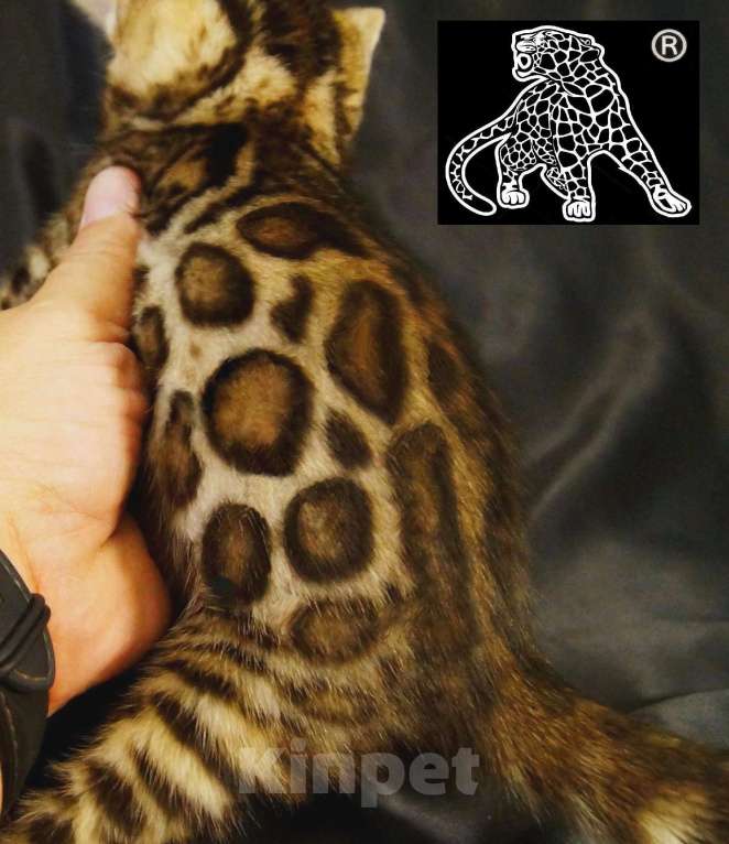 Кошки в Магадане: Бенгальский котенок Мальчик, Бесплатно - фото 3