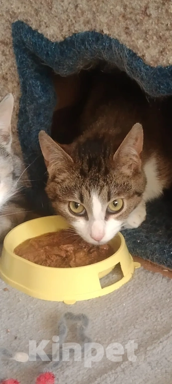 Кошки в Москве: Молодой котик в добрые руки Мальчик, Бесплатно - фото 2