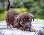 Собаки в Солнечногорске: Шоколадный щеночек в дар Мальчик, Бесплатно - фото 2