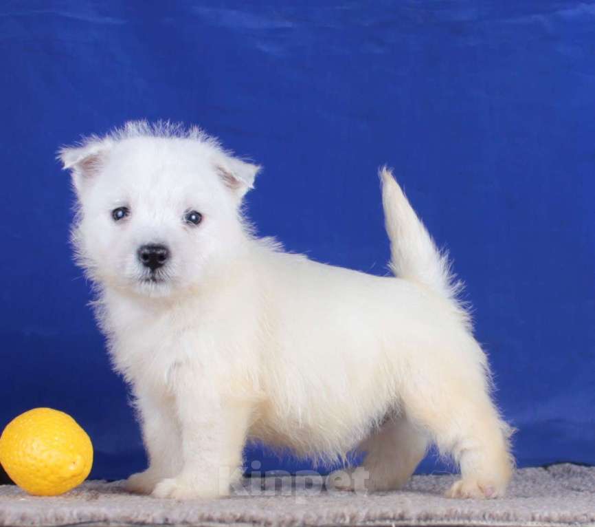 Собаки в Москве: вест хайленд вайт терьер щенки мальчики Мальчик, 80 000 руб. - фото 2