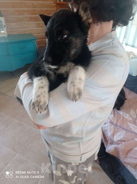 Собаки в Москве: Отдадим в хорошие руки Мальчик, 1 руб. - фото 6