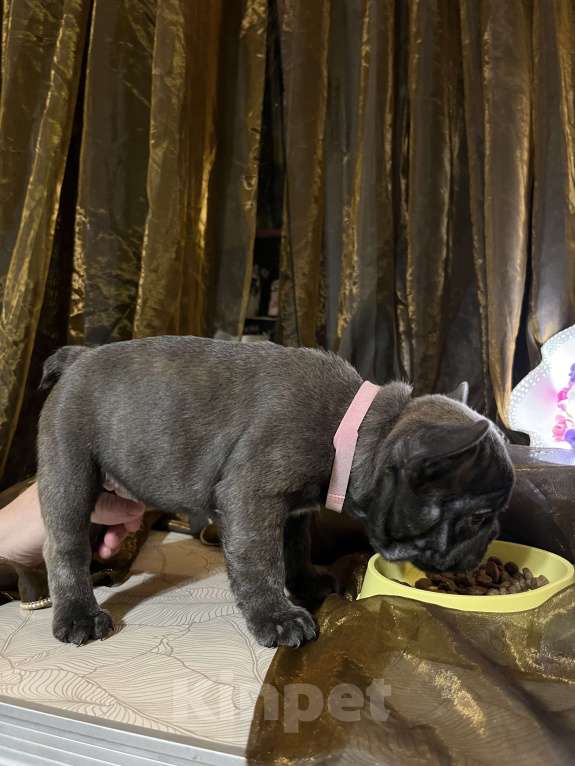 Собаки в Москве: Французский бульдог щенок Девочка, 50 000 руб. - фото 2
