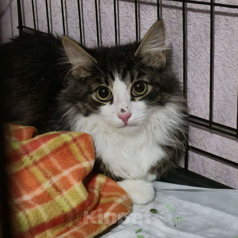 Кошки в Москве: Пушистый красивый котенок Тим в добрые руки Мальчик, Бесплатно - фото 4