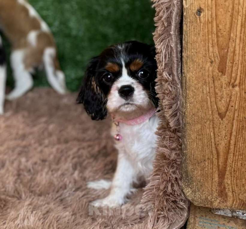 Собаки в Москве: Кавалер кинг-чарльз-спаниель, щенок Разнополые, 65 000 руб. - фото 4