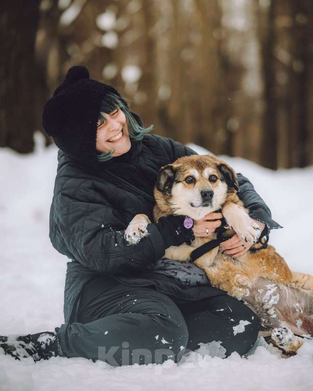 Собаки в Москве: Чудесная Клава ищет дом Девочка, Бесплатно - фото 5