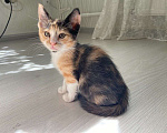 Кошки в Люберцах: Котенок в хорошие руки Девочка, Бесплатно - фото 1
