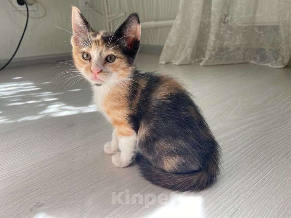 Кошки в Люберцах: Котенок в хорошие руки Девочка, Бесплатно - фото 1