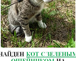 Кошки в Балашихе: НАЙДЕН КОТ, СТАНЦИЯ КУЧИНО Мальчик, 1 руб. - фото 1