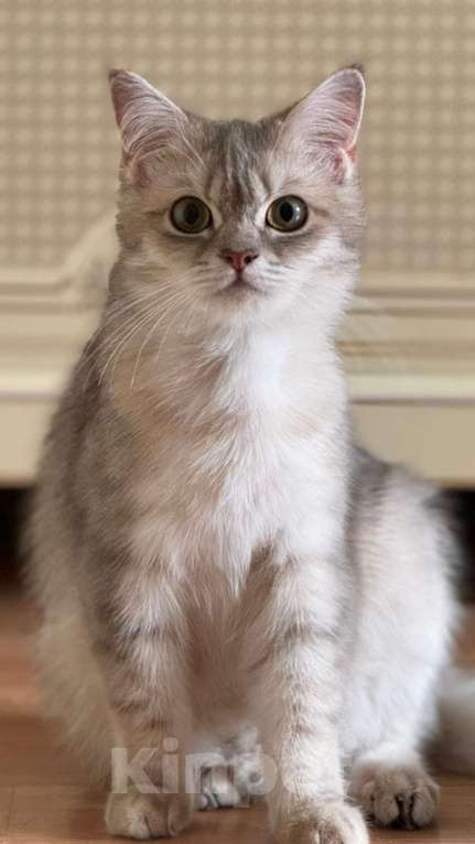 Кошки в Люберцах: Шотландские котята Девочка, 8 000 руб. - фото 1