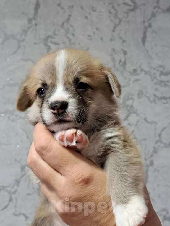 Собаки в Волгодонске: Щенки Вельш Корги Пемброк Разнополые, Бесплатно - фото 6