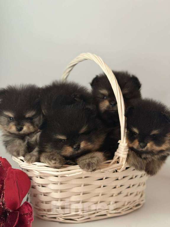 Собаки в Ростове-на-Дону: Щенок шпица Девочка, Бесплатно - фото 4