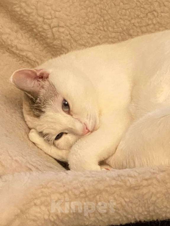 Кошки в Москве: Одри 3г в добрые руки Девочка, Бесплатно - фото 6