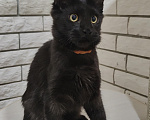 Кошки в Энгельс: Котенок мейн кун Мальчик, 45 000 руб. - фото 6
