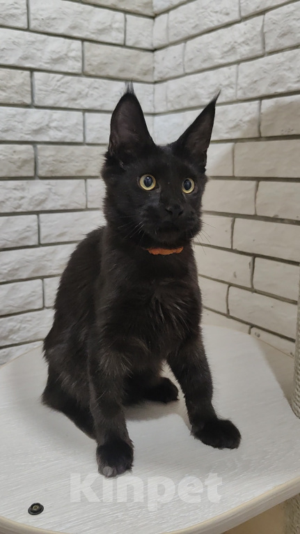 Кошки в Энгельс: Котенок мейн кун Мальчик, 45 000 руб. - фото 6