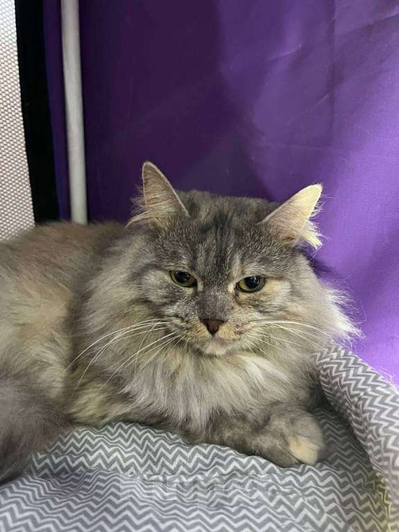 Кошки в Москве: Лара. Космически красивая кошка Девочка, Бесплатно - фото 3