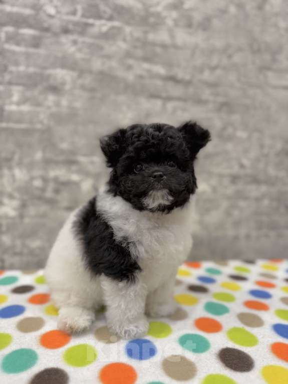 Собаки в Санкт-Петербурге: Мальчик Пушон Мальчик, 50 000 руб. - фото 4