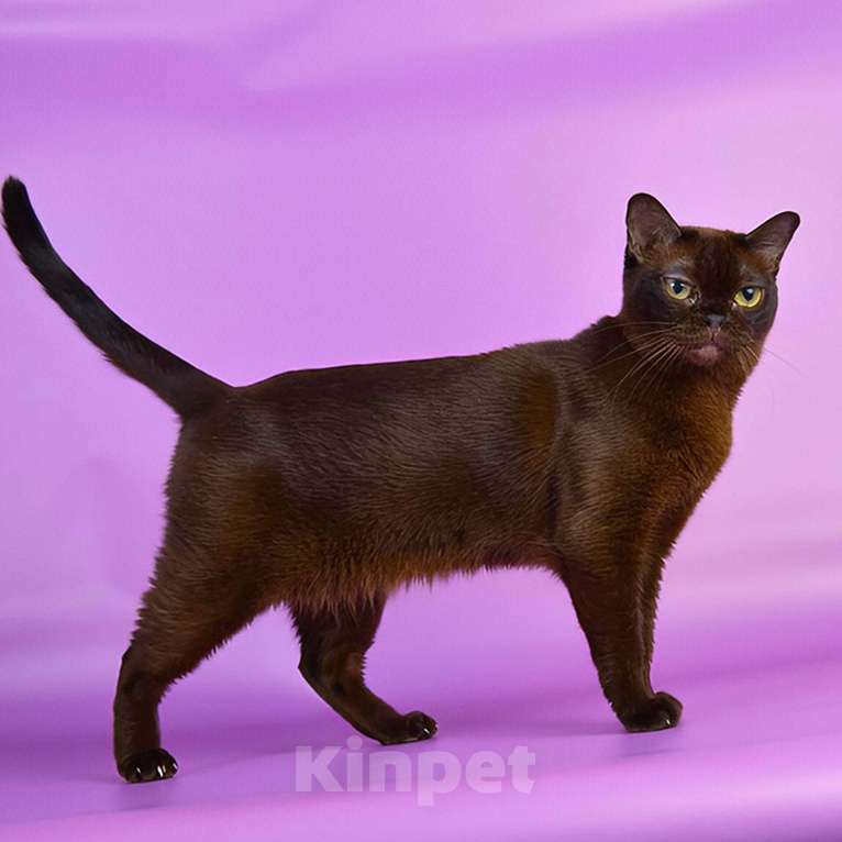 Кошки в Ростове-на-Дону: Американская Бурма  Девочка, 12 000 руб. - фото 5