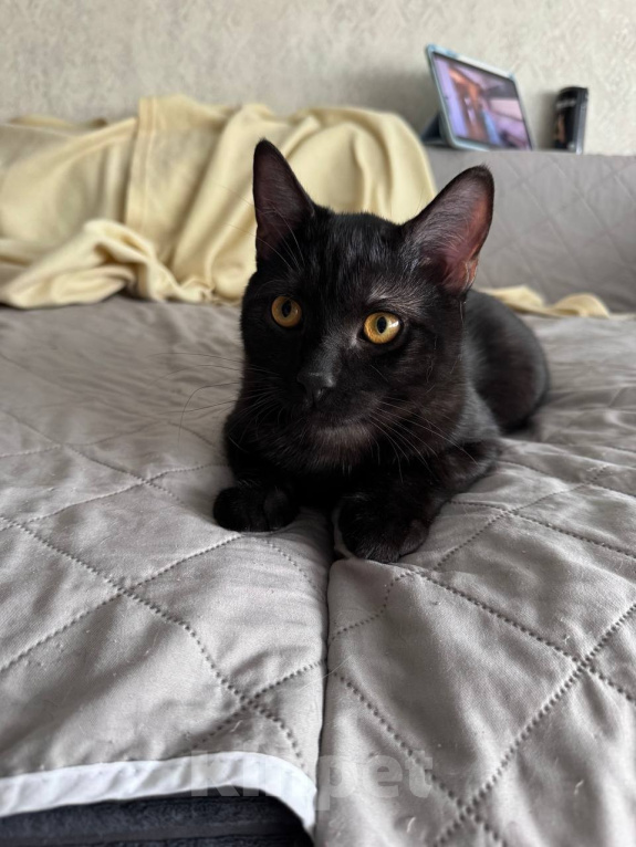 Кошки в Королеве: котенок Шмель ищет дом Девочка, Бесплатно - фото 3