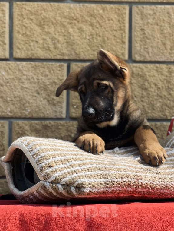 Собаки в Бронницах: Щенки немецкой овчарки Девочка, 40 000 руб. - фото 5