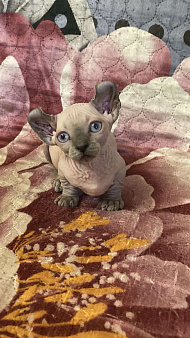 Канадский сфинкс двэльф мальчик