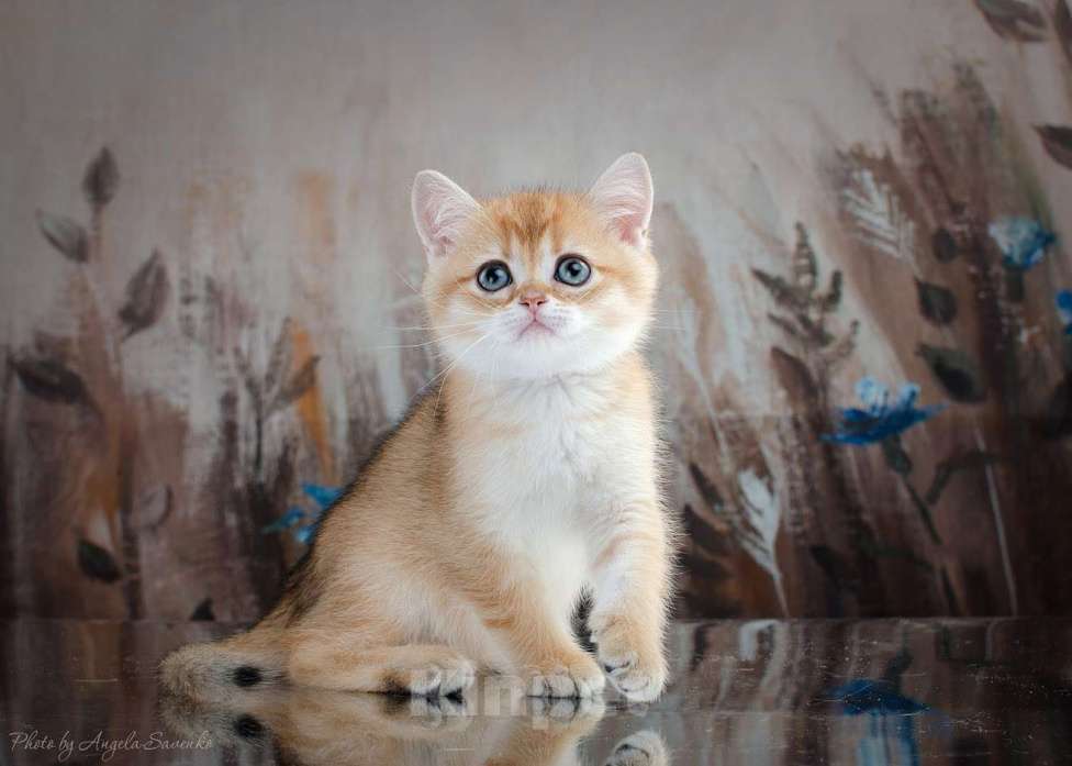 Кошки в Красноярске: Шотландский мальчик,окрас золотая шиншилла Мальчик, 25 000 руб. - фото 2